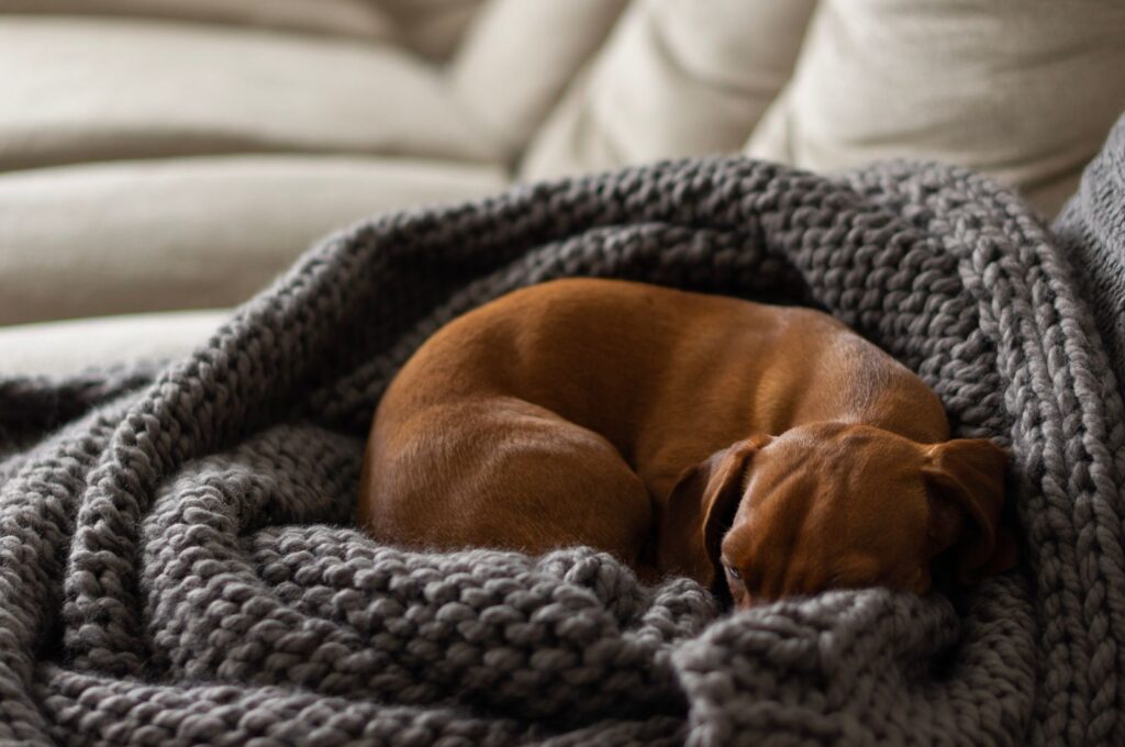 Small brown dog curled up asleep in a chunky gray knitted blanket
