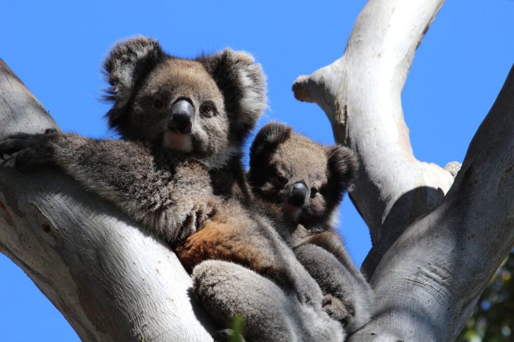 Mother koala and her joey resting in a eucalyptus tree