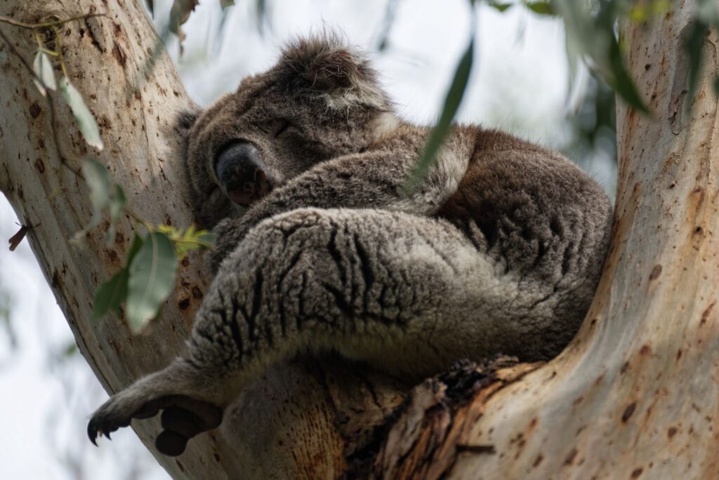 Koala sleeping in the fork of a gum tree