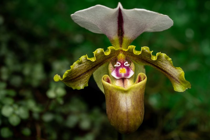 33 Photos of Weird, Rare Flowers That Look Like Something From a Fairytale