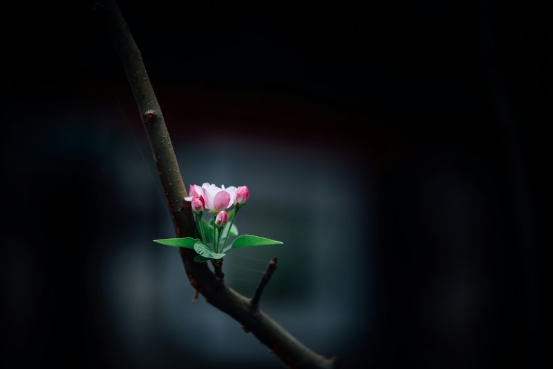 33 Photos of Weird, Rare Flowers That Look Like Something From a Fairytale
