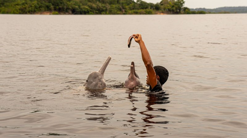 Nearly Extinct Pink Dolphin Gives Birth to Pink Calf