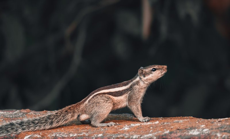 Photographer Followed Squirrels Daily for 6 Years, and Here Are 25 of His Best Photos