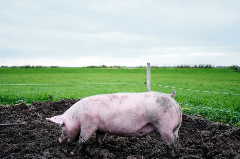 Pig Steals 18 Beers From Campers, Gets Drunk, Starts a Fight With a Cow